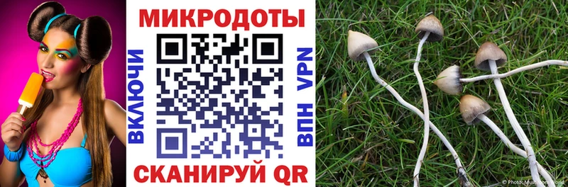 Галлюциногенные грибы Cubensis  Купить где  Новая Ладога 